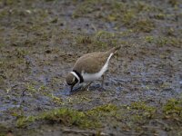 Charadrius dubius 28, Kleine plevier, Saxifraga-Jan Nijendijk