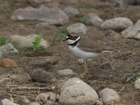 Charadrius dubius 6, Kleine plevier, Saxifraga-Luc Hoogenstein