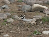 Charadrius dubius 8, Kleine plevier, Saxifraga-Luc Hoogenstein