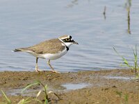 Charadrius dubius 80, Kleine plevier, Saxifraga-Tom Heijnen