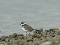 Charadrius dubius 82, Kleine plevier, Saxifraga-Willem van Kruijsbergen