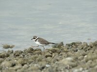 Charadrius dubius 83, Kleine plevier, Saxifraga-Willem van Kruijsbergen