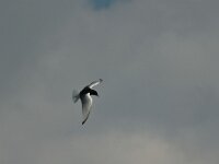 Chlidonias leucopterus 12, Witvleugelstern, Saxifraga-Bas Klaver