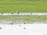 Chlidonias leucopterus 16, Witvleugelstern, Saxifraga-Tom Heijnen