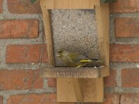 Chloris chloris 12, Groenling, male, Saxifraga-Willem van Kruijsbergen