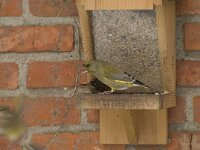 Chloris chloris 13, Groenling, male, Saxifraga-Willem van Kruijsbergen
