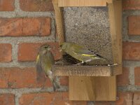 Chloris chloris 14, Groenling, male, Saxifraga-Willem van Kruijsbergen