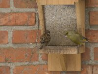 Chloris chloris 15, Groenling, male, Saxifraga-Willem van Kruijsbergen