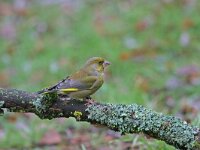 Chloris chloris 2, Groenling, Saxifraga-Jan Nijendijk