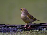 Groenling  Groenling bij hut Garderen : Chloris chloris
