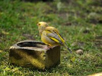 Chloris chloris 24, Groenling, Saxifraga-Piet Munsterman