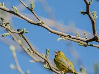 Chloris chloris 25, Groenling, adult, male, Saxifraga-Theo Verstrael