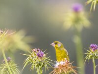 Greenfinch foraging on the seeds of Thistle  Greenfinch (Chloris carduelis) on milk thistle (Silybum marianum) with nice blurred background : Grünfink, Grünling, Songbird, animal, beak, beautiful, beauty, bird, birdwatching, blue, branch, bush, carduelis, chloris, cold, color, colorful, europe, european, fauna, finch, flora, flower, garden, greece, green, greenfinch, groenling, lesbos, light, looking, male, natural, nature, park, plant, seed, sitting, sky, spring, tree, white, wild, wildlife, winter, yellow