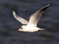 Chroicocephalus ridibundus 104, Kokmeeuw, Saxifraga-Bart Vastenhouw