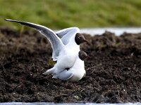 Chroicocephalus ridibundus 114, Kokmeeuw, Saxifraga-Bart Vastenhouw