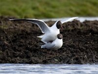 Chroicocephalus ridibundus 119, Kokmeeuw, Saxifraga-Bart Vastenhouw