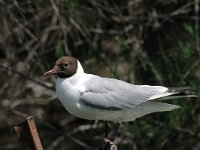 Chroicocephalus ridibundus 12, Kokmeeuw, Saxifraga-Marijke Verhagen