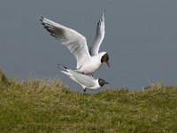Chroicocephalus ridibundus 15, Kokmeeuw, Saxifraga-Piet Munsterman