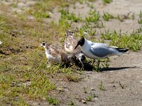 Chroicocephalus ridibundus 29, Kokmeeuw, Saxifraga-Piet Munsterman