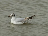 Chroicocephalus ridibundus 44, Kokmeeuw, Saxifraga-Willem van Kruijsbergen