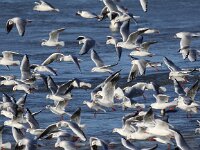 Chroicocephalus ridibundus 50, Kokmeeuw, Saxifraga-Peter Meininger