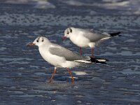 Chroicocephalus ridibundus 52, Kokmeeuw, Saxifraga-Bart Vastenhouw