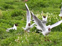Chroicocephalus ridibundus 62, Kokmeeuw, Saxifraga-Bart Vastenhouw