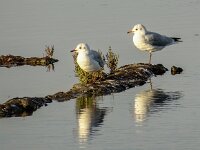 Chroicocephalus ridibundus 64, Kokmeeuw, adult, winter plumage, Saxifraga-Theo Verstrael