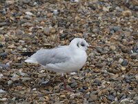 Chroicocephalus ridibundus 68, Kokmeeuw, Saxifraga-Willem van Kruijsbergen