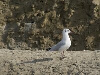 Chroicocephalus ridibundus 84, Kokmeeuw, Saxifraga-Willem van Kruijsbergen