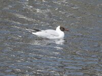 Chroicocephalus ridibundus 91, Kokmeeuw, Saxifraga-Willem van Kruijsbergen
