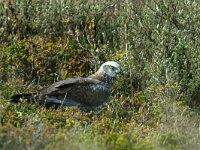 Circus aeruginosus 13, Bruine kiekendief, male, Saxifraga-Piet Munsterman