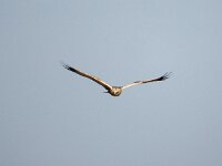 Circus aeruginosus 23, Bruine kiekendief, Saxifraga-Hans Dekker