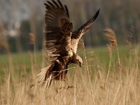 Circus aeruginosus 53, Bruine kiekendief, Saxifraga-Luuk Vermeer