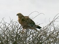 Circus aeruginosus 6, Bruine kiekendief, male, Saxifraga-Piet Munsterman