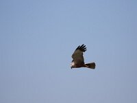 Circus aeruginosus 61, Bruine Kiekendief, male, Saxifraga-Peter Meininger