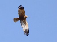 Circus aeruginosus 7, Bruine Kiekendief, male, Saxifraga-Peter Meininger