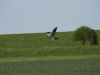 Circus pygargus 14, Grauwe kiekendief, Saxifraga-Dirk Hilbers