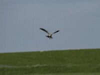 Circus pygargus 15, Grauwe kiekendief, Saxifraga-Dirk Hilbers