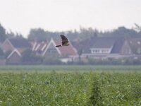 Circus pygargus 5, Grauwe kiekendief, Saxifraga-Mark Zekhuis