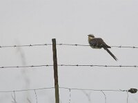 Clamator glandarius 2, Kuifkoekoek, Saxifraga-Martin Mollet