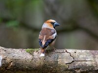 Appelvink  appelvink in de Haspel : Coccothraustes coccothraustes
