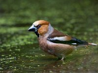 Appelvink  appelvink in de Haspel : Coccothraustes coccothraustes
