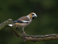 Appelvink; Hawfinch  Appelvink; Hawfinch : Appelvink, Coccothraustes coccothraustes, Hawfinch, Nederland, Utrecht, adult, bird, city bird, februari, february, garden, garden bird, parkvogel, song bird, stadsvogel, the Netherlands, tuin, tuinvogel, vinkachtige, vogel, winter, zangvogel, zeist