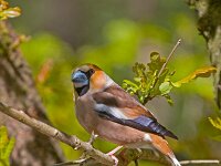 Appelvink  appelvink in de Haspel : Coccothraustes coccothraustes
