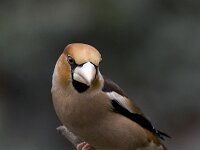 Appelvink; Bull Finch  Appelvink; Bull Finch : Coccothraustes coccothraustes coccothraustes