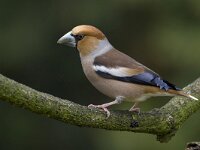 Appelvink; Hawfinch  Appelvink; Hawfinch : Appelvink, Coccothraustes coccothraustes, Hawfinch, Nederland, Utrecht, adult, bird, city bird, februari, february, garden, garden bird, parkvogel, song bird, stadsvogel, the Netherlands, tuin, tuinvogel, vinkachtige, vogel, winter, zangvogel, zeist