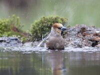 Coccothraustes coccothraustes 41, Appelvink, Saxifraga-Mark Zekhuis