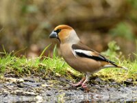 Coccothraustes coccothraustes 47, Appelvink, Saxifraga-Theo Verstrael