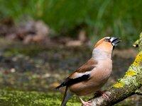 Appelvink  appelvink in de Haspel : Coccothraustes coccothraustes